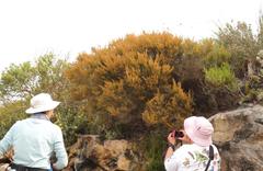 Erica arenaria