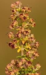 Erica arenaria