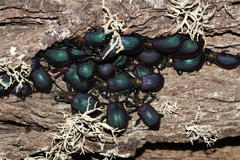 Metallonotus aerugineus