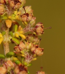 Erica arenaria
