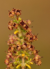 Erica arenaria