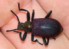 Metallonotus aerugineus