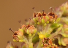 Erica arenaria
