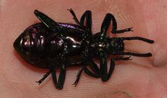 Metallonotus aerugineus