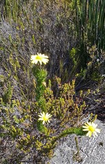 Euryops pinnatipartitus