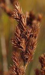 Thamnochortus pluristachyus