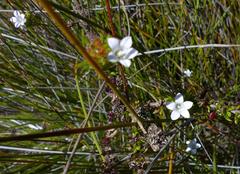Prismatocarpus cliffortioides
