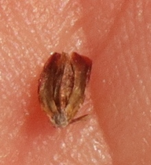 Thamnochortus pluristachyus