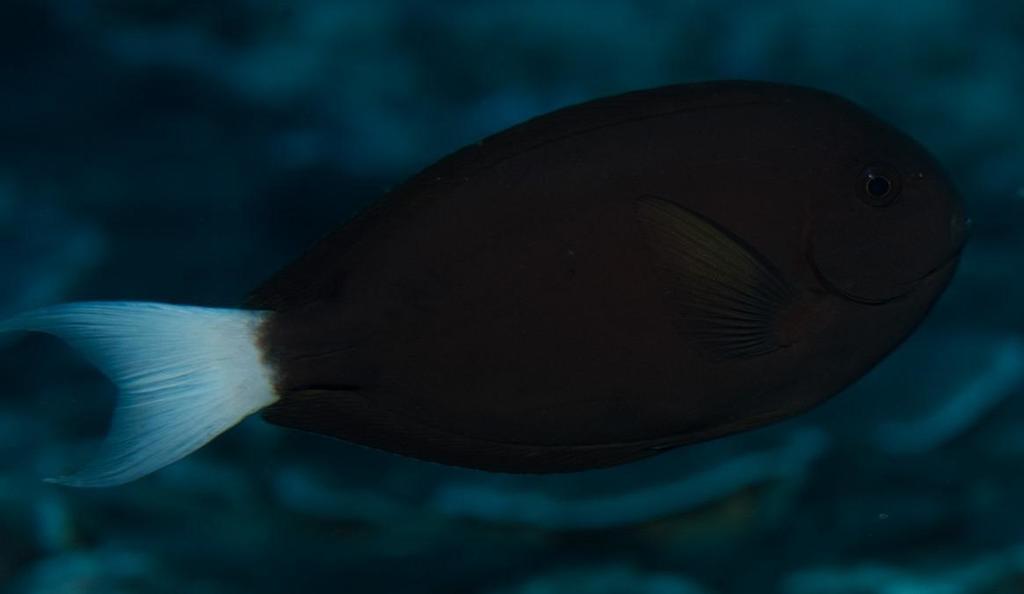 Thompson's surgeonfish