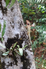 Calotes versicolor