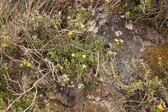 Senecio arniciflorus