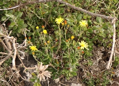 Senecio arniciflorus