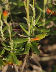 Senecio arniciflorus