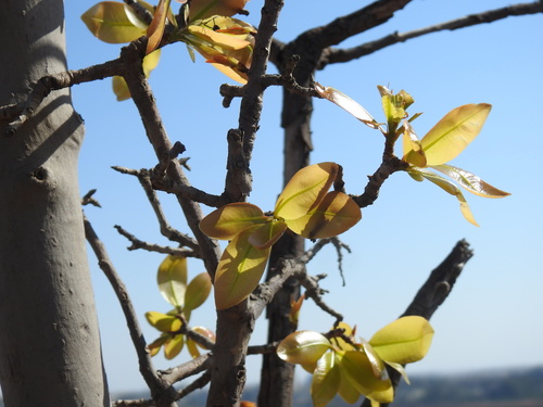 Image of Ochna pulchra by (c) Matthew Fainman, some rights reserved (CC BY)