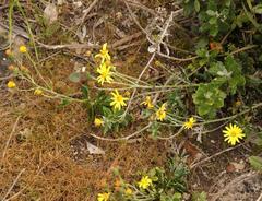 Senecio arniciflorus