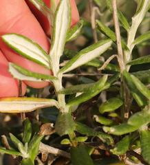 Senecio arniciflorus