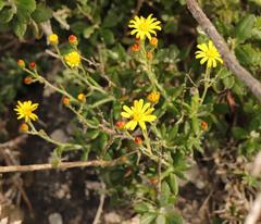 Senecio arniciflorus