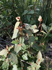 Lasiopetalum macrophyllum