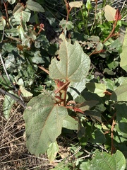 Lasiopetalum macrophyllum