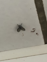 Clogmia albipunctata