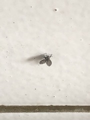 Clogmia albipunctata