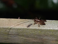 Hemiandrus maia