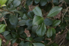 Acronychia pauciflora