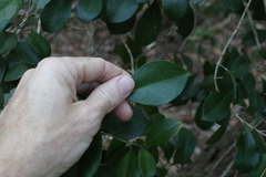 Acronychia pauciflora