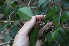 Acronychia pauciflora