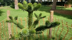 Araucaria araucana