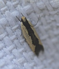 Ardozyga catarrhacta