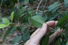 Acronychia pauciflora