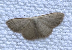 Idaea uniformis