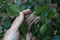 Acronychia pauciflora