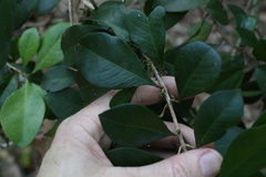 Acronychia pauciflora