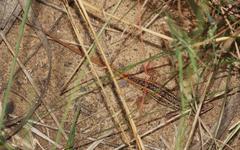 Meroles squamulosus