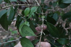 Acronychia pauciflora