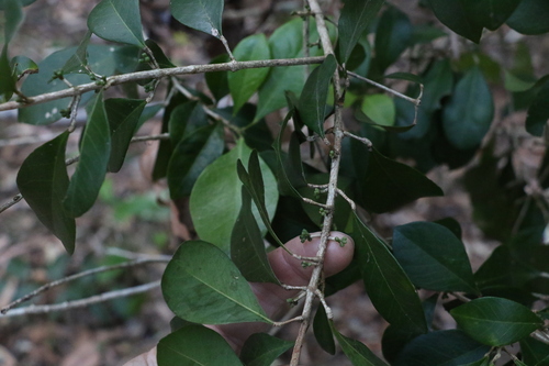 Image of Acronychia pauciflora by (c) Greg Tasney, some rights reserved (CC BY-SA)