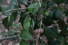 Acronychia pauciflora