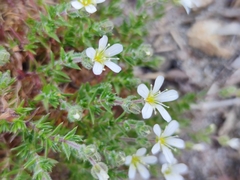 Arenaria grandiflora