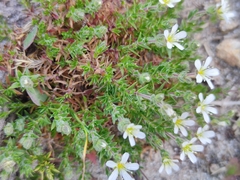 Arenaria grandiflora