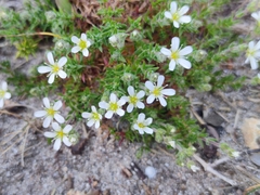 Arenaria grandiflora