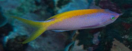 Mirolabrichthys evansi