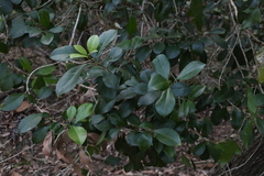 Acronychia pauciflora