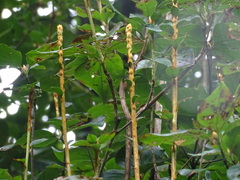 Rhododendron mariesii