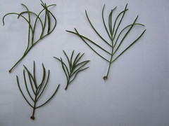 Psoralea arborea
