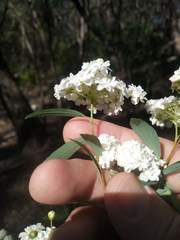 Spiraea cantoniensis