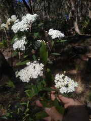 Spiraea cantoniensis