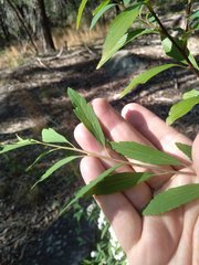 Spiraea cantoniensis