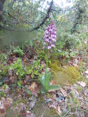 Orchis × hybrida